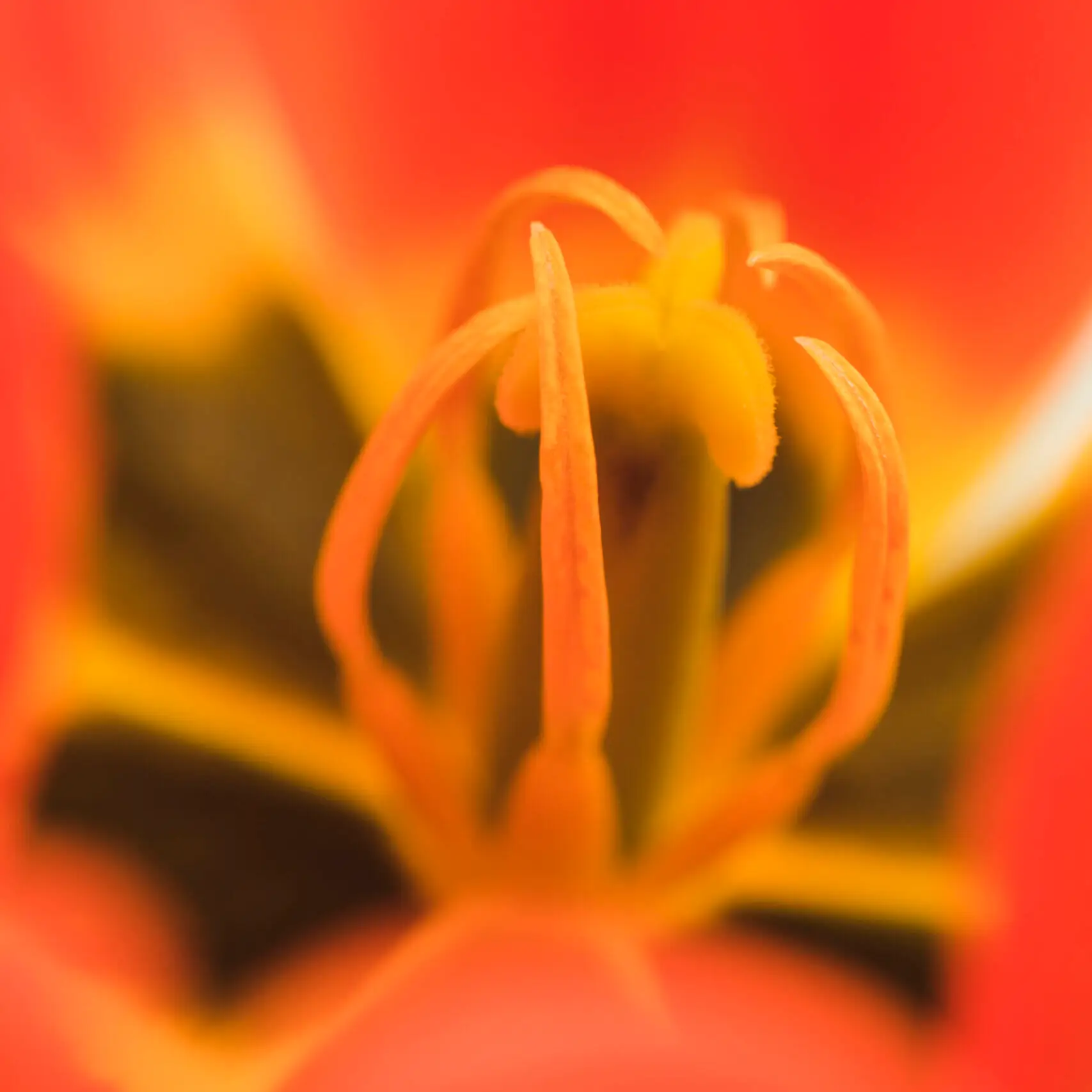 slupkowie piekny swiezy czerwony kwiat